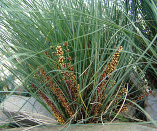 A Lomandra 'Wingarra' in a 6" pot showcases long, thin green grass blades with clusters of small reddish-orange seeds.