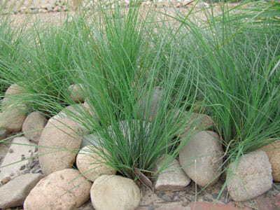 The Lomandra 'Wingarra' in a 6" pot features lush green ornamental grass, beautifully complemented by smooth, rounded rocks.