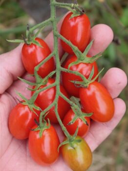 A hand holding a cluster of ripe Tomato 'Cherry Roma' grape tomatoes on the vine, with one slightly unripe tomato at the bottom, reminiscent of a harvest from a 4" pot.