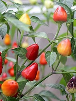 Close-up of Capsicum 'Firecracker' Chilli Pepper in a 4" pot, featuring vibrant firecracker-red and yellow triangle-shaped peppers nestled among lush green leaves.