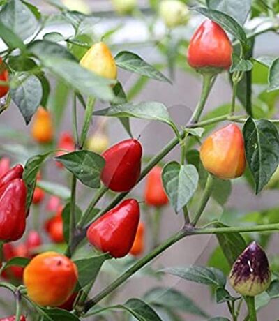 Close-up of Capsicum 'Firecracker' Chilli Pepper in a 4" pot, featuring vibrant firecracker-red and yellow triangle-shaped peppers nestled among lush green leaves.