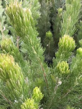 Close-up of green foliage on a conifer shrub with needle-like leaves against a blurred background. The intricate texture resembles that of the Adenanthos 'Silver Streak' Woolly Bush, adding natural elegance to the garden even when displayed in its modest 6" pot.
