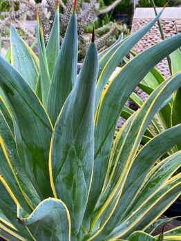 Close-up of an Agave 'El Miradores Gold' plant with pointed green leaves edged in yellow, thriving beautifully in its 8" pot within a garden setting.