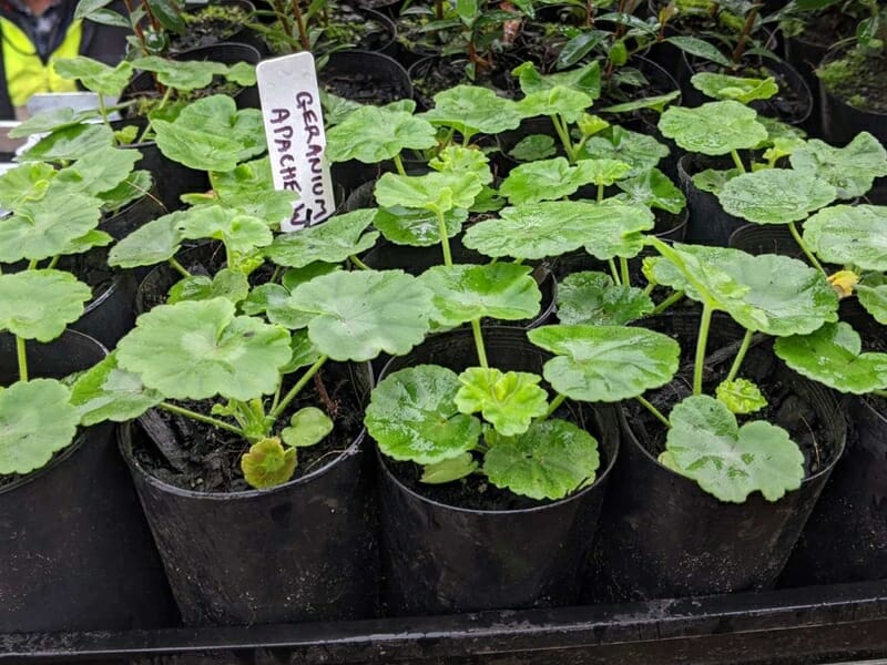 The Geranium 'Apache White' plants, adorned with lush green leaves, are showcased in elegant black containers. These charming additions come in a compact 3" pot, ideal for any garden enthusiast's collection.