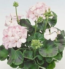 The Geranium 'Apache White' blossoms with pale pink flowers and lush green leaves in a 3" pot, set against a light background.