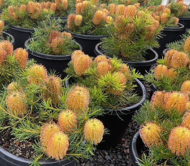 Banksia 'Birthday Candles' - Image 2
