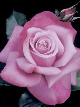 A close-up of the blooming Rose 'Barbra Streisand PBR' 3ft Standard shows a vibrant pink bloom accompanied by a small bud and set against lush green leaves, all contrasting beautifully with the black background.