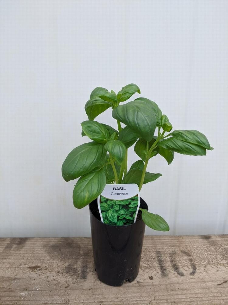 An Everleaf Emerald Towers basil plant, formally known as Basil 'Everleaf Emerald Towers' in a 3-inch pot, flourishes in a stylish black pot positioned on a wooden surface against a simple white backdrop.