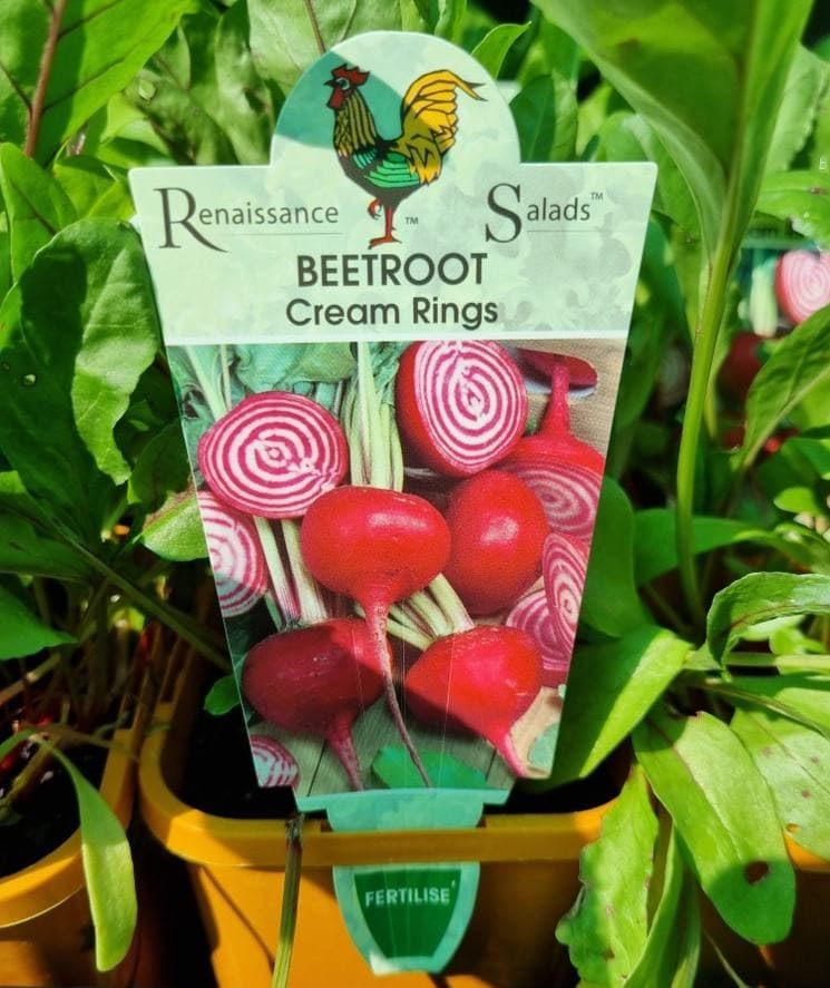 Beetroot 'Cream Rings' 4" Pot - Image 4