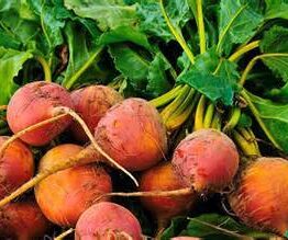 A vibrant arrangement of fresh Beetroot 'Golden' plants in a 4" pot featuring lush green leaves.