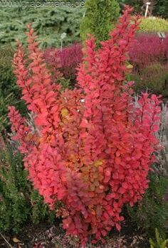 The Berberis 'Pow Wow' Japanese Barberry in an 8" pot features vibrant red leaves, adding a striking touch to any garden.