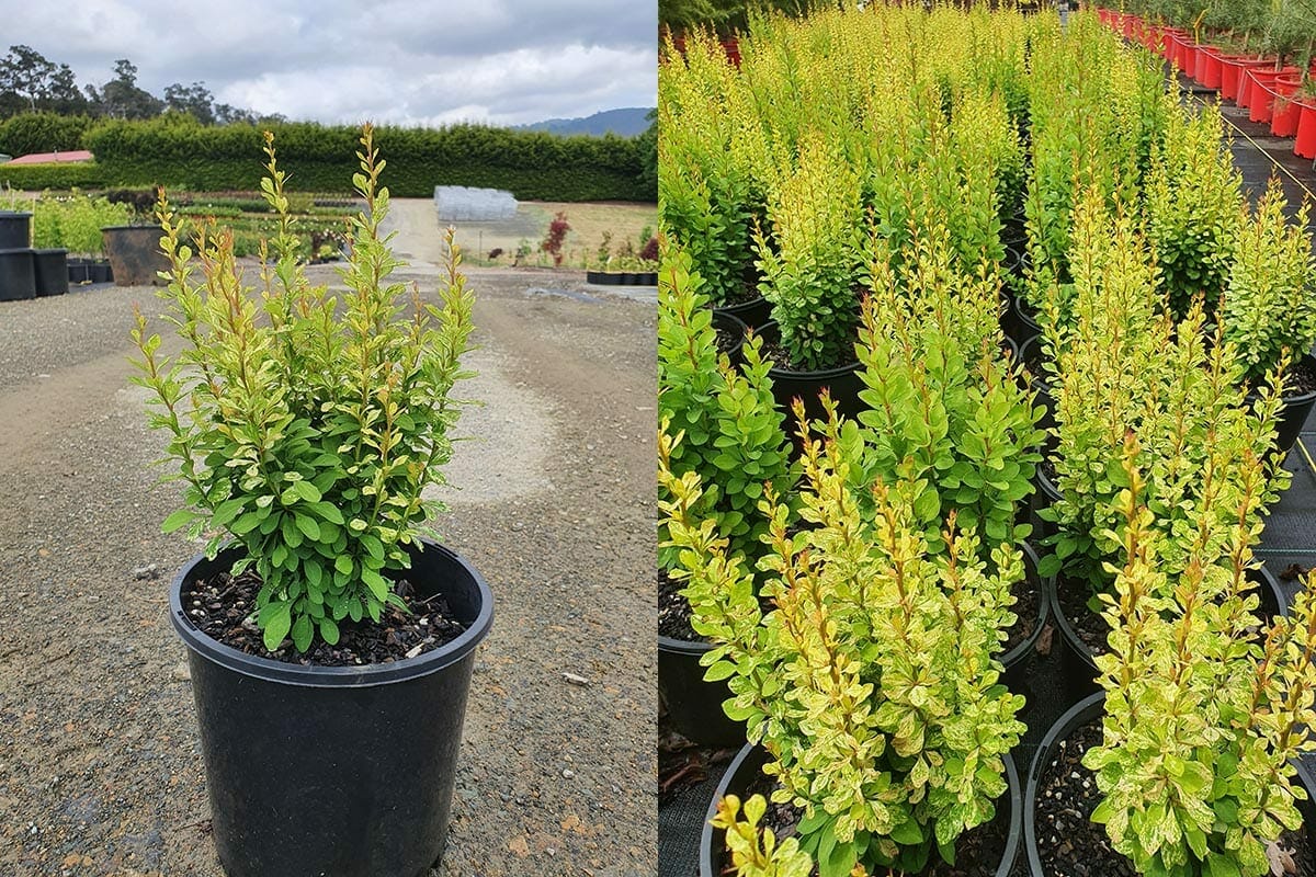A cluster of Berberis 'Pow Wow' Japanese Barberry plants in 8" pots, their yellow-green leaves vibrant in the sun, are elegantly arranged outdoors on a gravel surface.