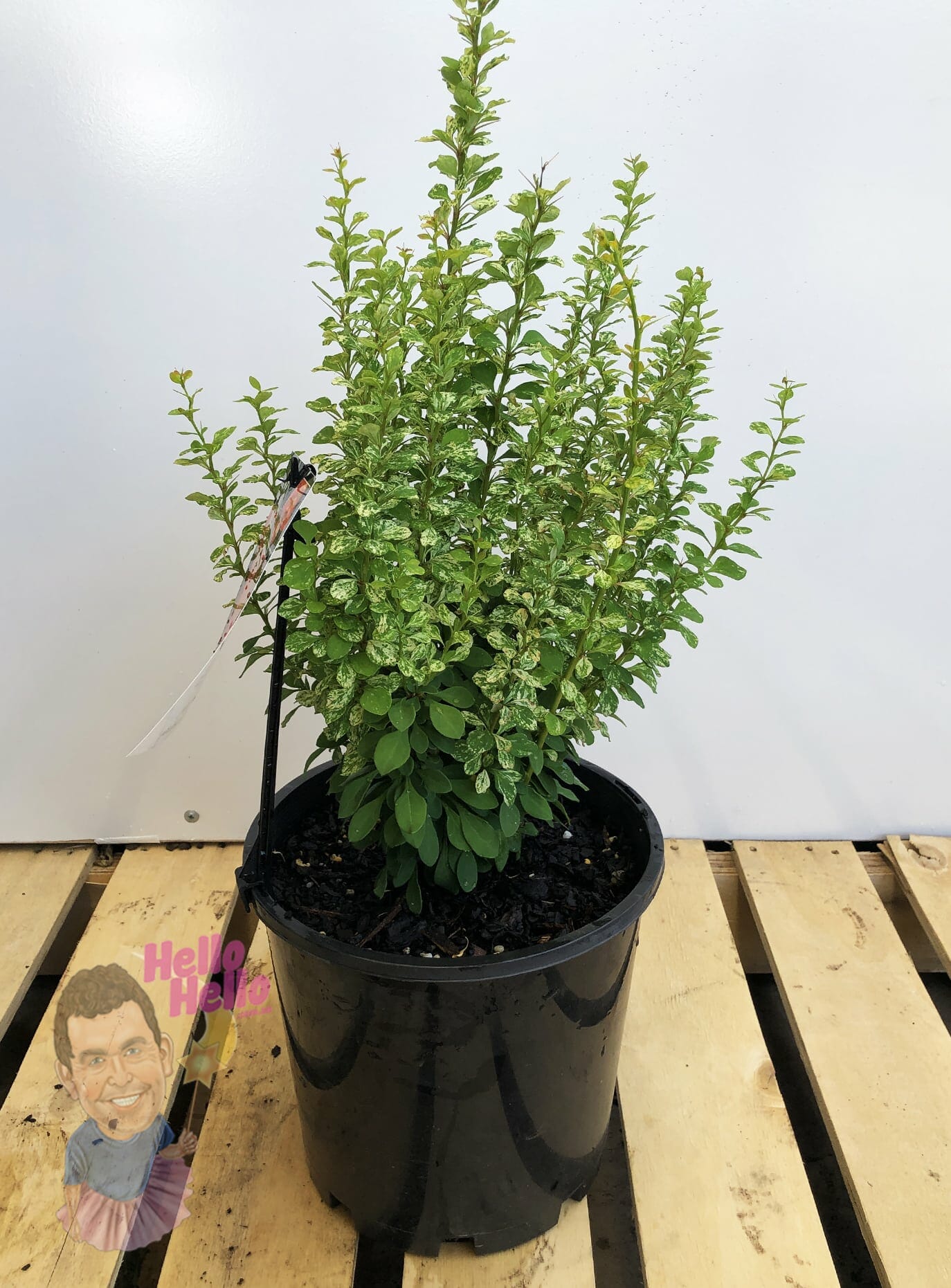 A Berberis 'Silver Beauty' Japanese Barberry shrub in an 8" black plastic pot sits on a wooden pallet against a plain white background.