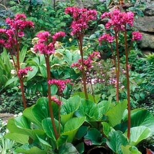 The Bergenia 'Heartleaf Bergenia' in a 6" pot, with its pink flowers and broad green leaves, creates a lovely garden setting.