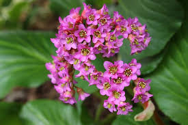 A vibrant cluster of small pink flowers blooms from a lush Bergenia 'Heartleaf Bergenia' 6" Pot, set against verdant green leaves.