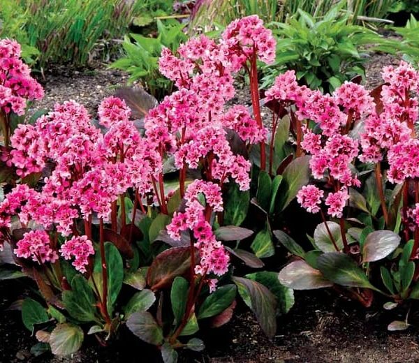 The 'Pink Dragonfly' Bergenia, sold in a 6'' pot, blooms elegantly with broad green leaves and striking pink flowers, adding unique charm to any garden landscape.