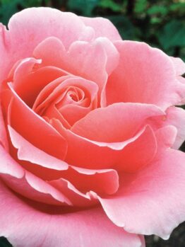 Close-up of a Rose 'Bewitched' Bush Form in full bloom, its detailed petals enchanting like a bewitched charm, set against a lush green background.