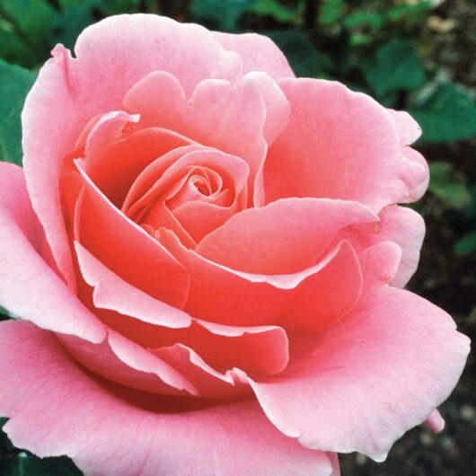 Close-up of a Rose 'Bewitched' Bush Form in full bloom, its detailed petals enchanting like a bewitched charm, set against a lush green background.