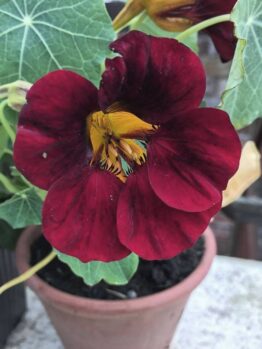 A striking red nasturtium flower, highlighted by its lush green leaves, thrives in a 4-inch pot of Nasturtium 'Black Velvet'.