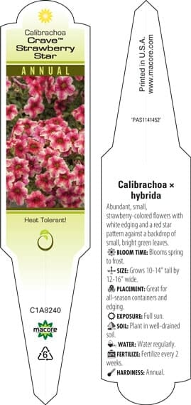Calibrachoa 'Crave™ Strawberry Star' in a 6'' pot is an annual plant that thrives in the heat and loves full sun. It grows to a height of 10-14 inches and blooms continuously from spring until frost. For vibrant flowers all season long, ensure regular watering and bi-weekly fertilization.