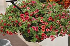 A 6-inch pot filled with vibrant red and pink petunias alongside Calibrachoa 'Crave™ Strawberry Star' creates a stunning hanging display.