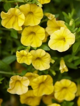 Close-up of vibrant yellow Calibrachoa flowers in a 6" pot, with lush green leaves providing a stunning backdrop.