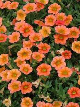 A cluster of vibrant Calibrachoa 'Orange' flowers in a 6" pot, complemented by lush green leaves.