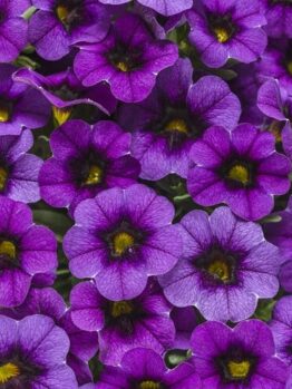 Close-up of Calibrachoa 'Purple' flowers densely clustered in a 6" pot, showcasing their vibrant purple petals with dark centers and green-yellow accents that feature a delicate texture and pattern.