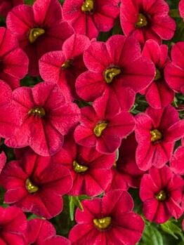 Close-up of a cluster of Calibrachoa 'Red' flowers with vibrant red petals and bright green centers, nestled in a 6" pot.