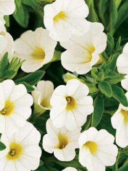 The Calibrachoa 'White' in a 6" pot showcases white blooms with yellow centers, elegantly framed by lush green leaves.