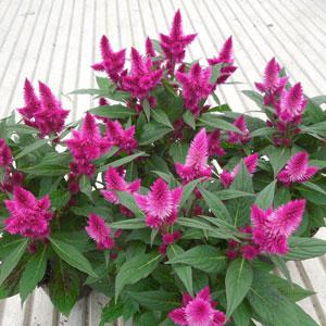 A cluster of vibrant Celosia 'Intenz™ Dark Purple' flowers, set against lush green leaves, sits beautifully on a striped surface, showcasing its charm in a 5" pot.