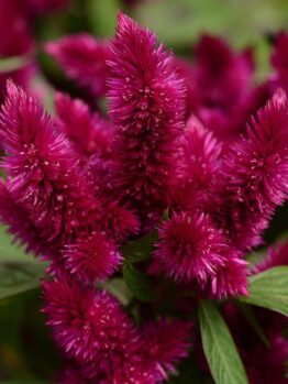 Close-up of the Celosia 'Intenz™ Dark Purple' in a 5" pot, highlighting the vibrant magenta flowers with their lush green leaves in the background.