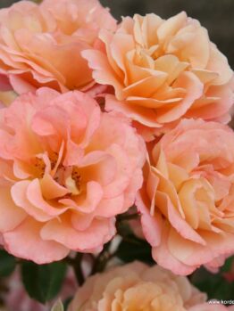 Close-up of several peach-colored roses, featuring the delightful Rose 'Cubana' Bush Form, with its soft, layered petals in full bloom against a blurred background.