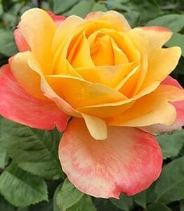 A Rose 'Dame Elisabeth Murdoch' 3ft Standard in full bloom, showcasing vibrant yellow and pink petals against lush green leaves.