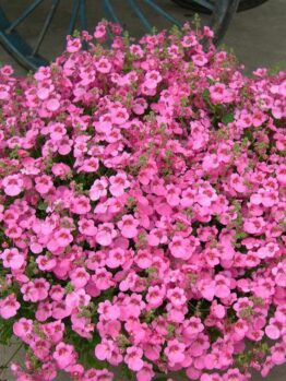 A dense cluster of small pink flowers, known as Diascia 'Little Dancer,' blooms elegantly in a 6" pot, framed by the charming outline of a wagon wheel and adding grace to any corner of your garden.