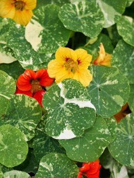 The Nasturtium 'Alaska' in a 4" pot features bright yellow and orange flowers with variegated green leaves, making it ideal for your Alaska garden.