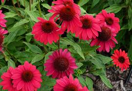 The Echinacea 'Sombrero® Baja' Coneflower in a 6" pot boasts striking red flowers with dark centers, beautifully complemented by lush green leaves, creating a vibrant garden display.