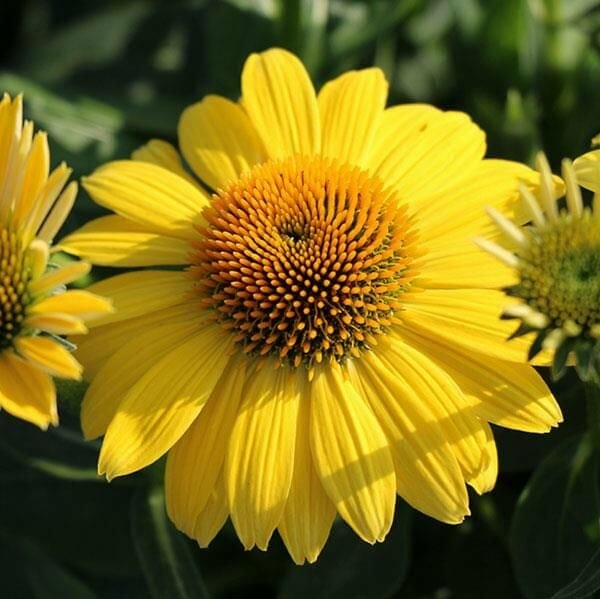 A close-up of the vibrant Echinacea 'Sombrero® Granada Gold' coneflower, featuring a dark, textured center and accompanied by a few green leaves.