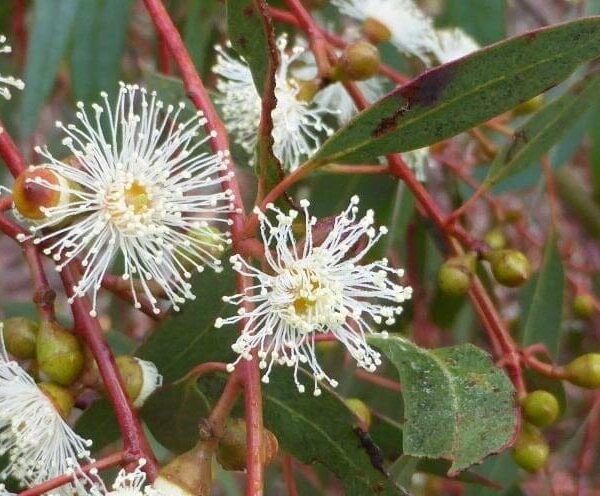 Close-up of Eucalyptus 'Candlebark' flowers with spiky white petals and green leaves, delicately arranged in a 10'' pot, surrounded by small round buds on vibrant red stems.