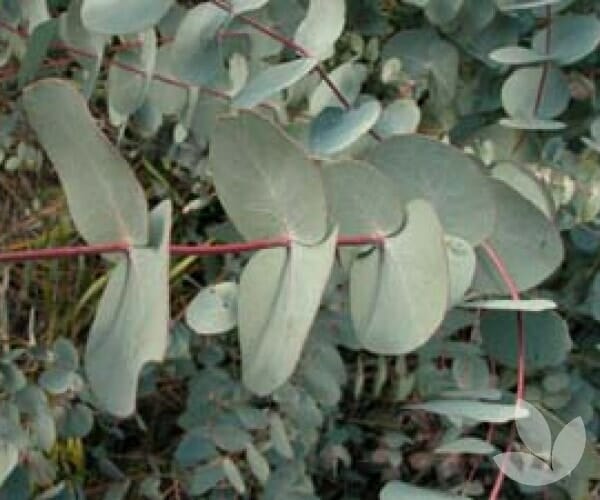 A 10'' pot from the Eucalyptus 'Candlebark' collection features a tree branch adorned with round, flat, blue-green leaves.