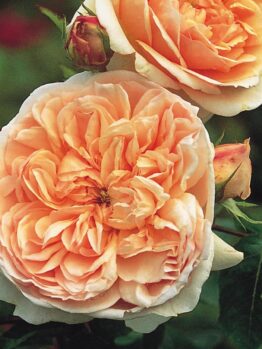 Close-up of two stunning blooms from the Rose 'Evelyn' Bush Form, showcasing their peach-colored, lush, layered petals, surrounded by green leaves and form-perfect unopened buds.