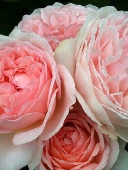 A close-up of the enchanting Rose 'Fairytale Magic' 3ft Standard showcases four blooming pink roses with lush petals and green leaves, capturing a whimsical beauty that delights the senses.