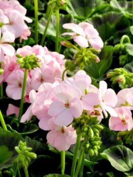 The Geranium 'Apache Appleblossom' in a 3" pot showcases charming pink flowers surrounded by lush green leaves, evoking a serene garden ambiance.