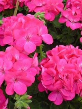 A close-up view of vibrant Geranium 'Apache Deep Rose' flowers in full bloom, with lush green leaves in a beautifully nestled 3" pot.