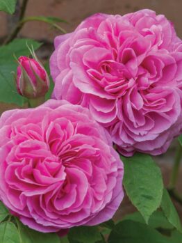 Two large, blooming pink roses with a rosebud and green leaves beautifully display the elegant form of a Rose 'Gertrude Jekyll' Bush against a blurred background.