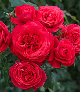 The Rose 'Gift of Friendship' Bush Rose, with its vibrant red blooms and lush green foliage, makes an ideal present to celebrate friendship.
