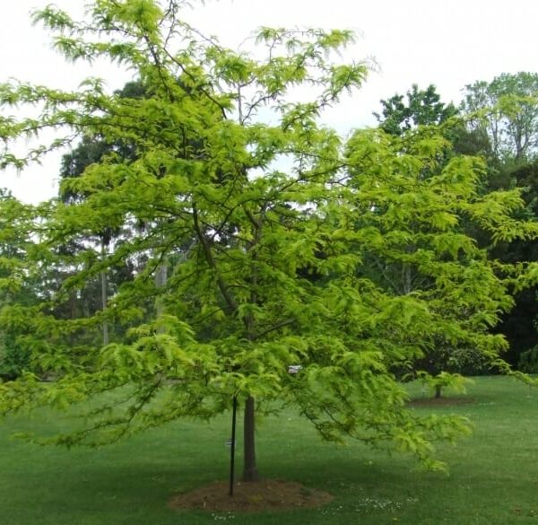 A Gleditsia 'Lime Gold' PBR 12'' Pot with spreading branches stands prominently on the grassy lawn, its lime gold leaves shimmering. Surrounded by other trees and plants, this green marvel echoes nature's intricate design in vivid detail.