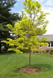 A Gleditsia 'Lime Gold' PBR from a 12'' pot, featuring bright lime green leaves, stands on a well-maintained lawn near a brick building.
