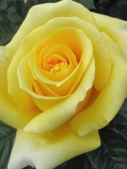 Close-up of the Rose 'Glorious' 3ft Standard in full bloom, surrounded by its standard dark green leaves.