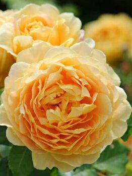 A close-up of a blooming Rose 'Golden Celebration' with layered petals, surrounded by vibrant green leaves.